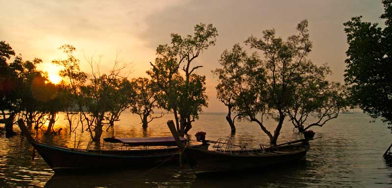 mangrovia
