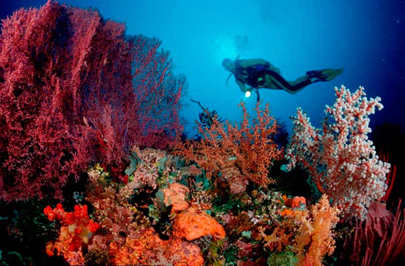 alor_diving